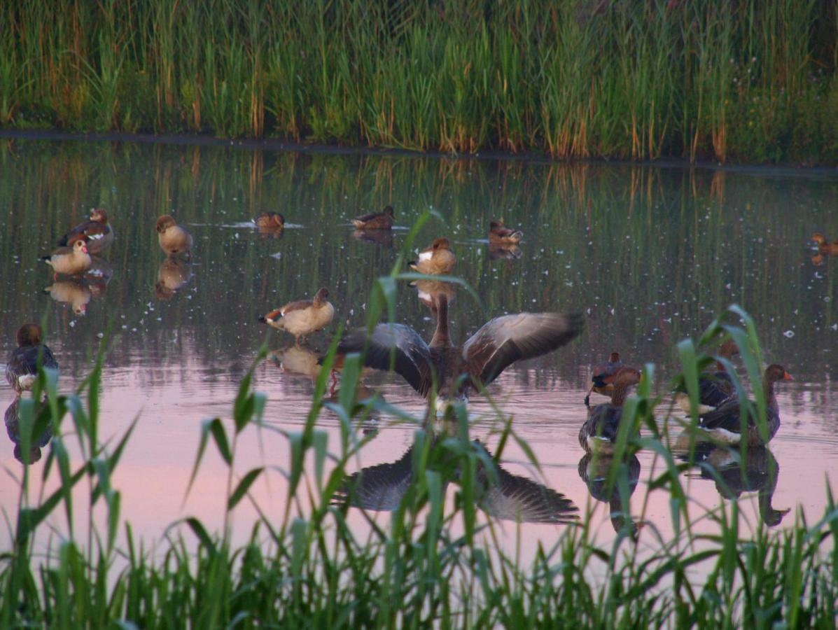 Surlingham Lodge Garden Cottage In Rspb Village Near نورويش المظهر الخارجي الصورة